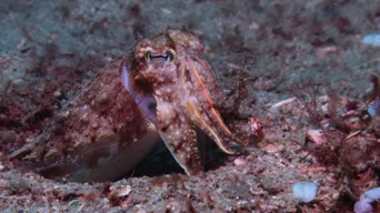 Cuttlefish